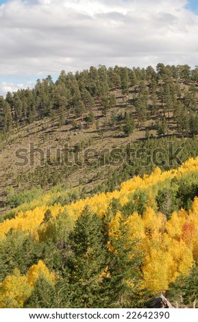 colorado fall tree colors