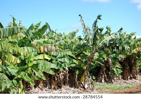 Banana Tree Plantation