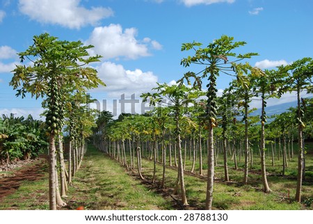 Plantation Fruit