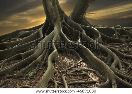 Shot of a Banyan Tree in Florida