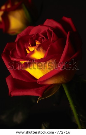 A red and yellow rose with a dark background
