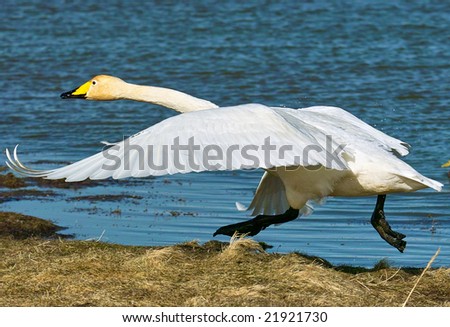 Swan in Iceland.  Cygnus Cygnus, a breed that lives in northern region