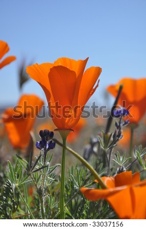 California+poppy+field