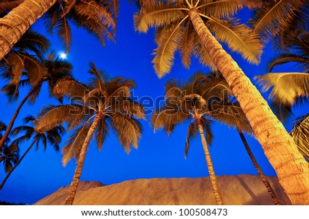Palm trees and the moon above a sandy beach