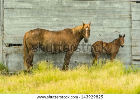 Two horses by a barn in the rain with grass nearby