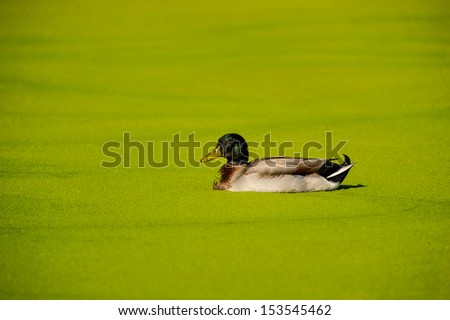 Algae covers a pond and part of a duck