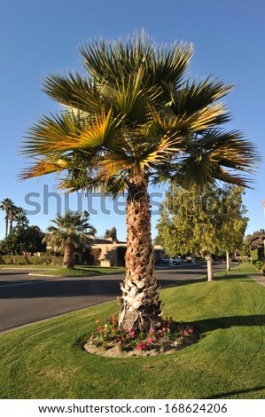 Small palm tree by the side of a road with grass around it