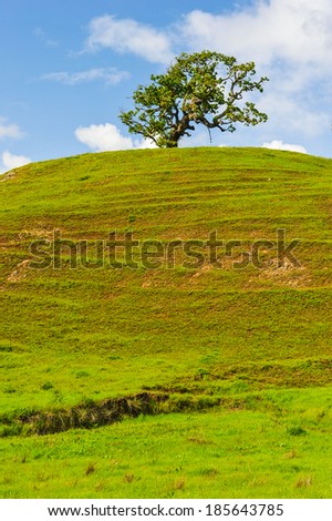 Stepped hillside with grassy field and a single oak tree