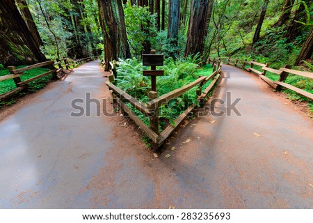 A walking path in a forrest splits and leads two different directions