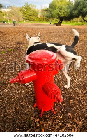 A dog pees on a fire hydrant in a park