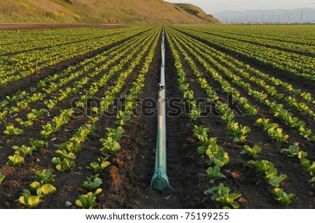 A single irrigation pipe lays in a field of plants