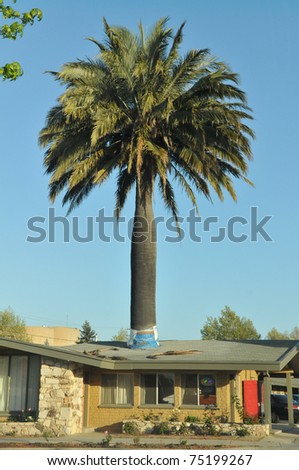 A motel has a palm tree growing through its roof