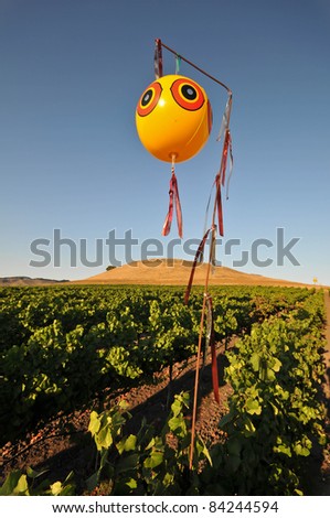 Balloon over a field of wine grapes to scare birds
