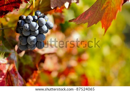 Red wine grapes on the vine with leaves