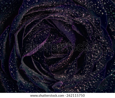 black rose background, covered with water drops.