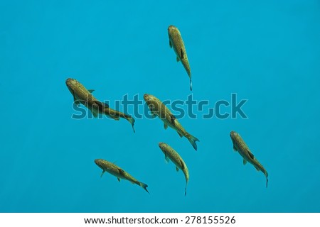 Eight fishes swimming in a crystal clear blue water
