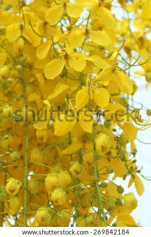 Cassia fistula flower, golden shower tree, beautiful yellow flower.