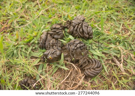 Picture of fresh cow pat or cow dung on grasses, the  Fertilizer pellets cow is useful for green agriculture farmer who do not use chemical fertilizer in planting and fertilizing plants.