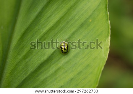 Small Green Tortoise Beetle bug on green leaf