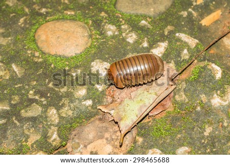 Millipede in the garden floor