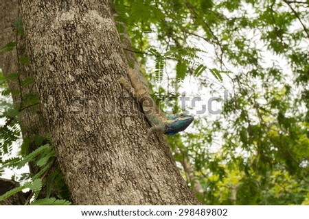 Blue Chameleon on a tamarind tree