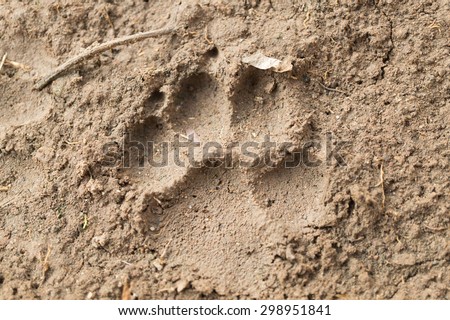 Blurred background of dog footprint on the wet soil