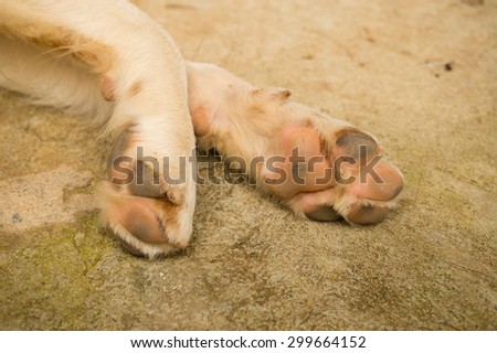 Dog feet with a focus at the right feet in the photo