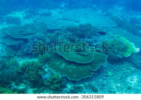 Tropical corals on the reef in the Indian Ocean
