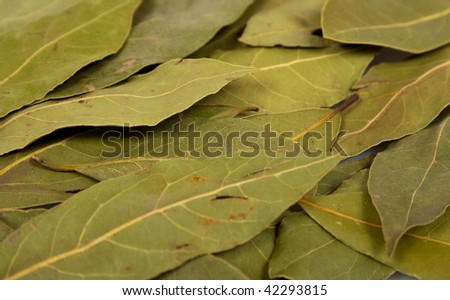 laurel leaves background