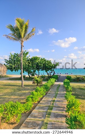 Footpath to the sea with palm trees.