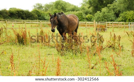 A horse walking on a field