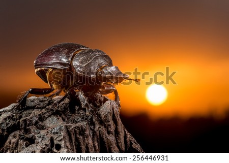 Great African beetle sitting on the stone with the sunset behind