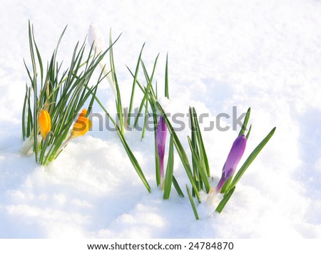 first yellow crocus flowers in snow