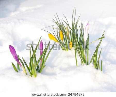 first crocus flowers in snow