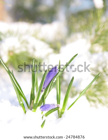 first blue crocus flowers in snow
