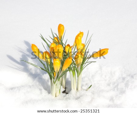 first yellow flowers in snow