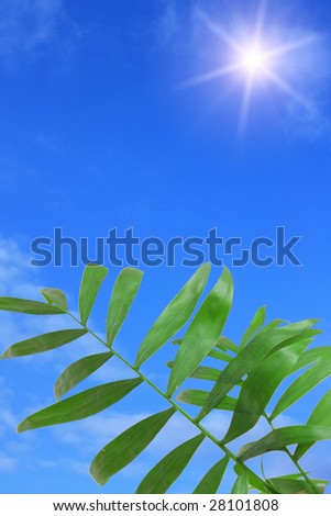 green palm leaves on the sky background with bright sun