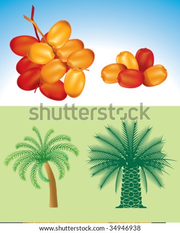 dates trees pictures. Palm Trees and Dates