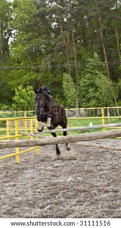horse of jump