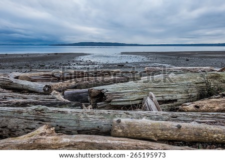 Puget Sound At Low Tide The Puget Sound in the Pacific Northwest in at low tide, Large driftwood logs sit in a pile on shore.