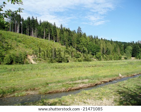 Hilly Forest