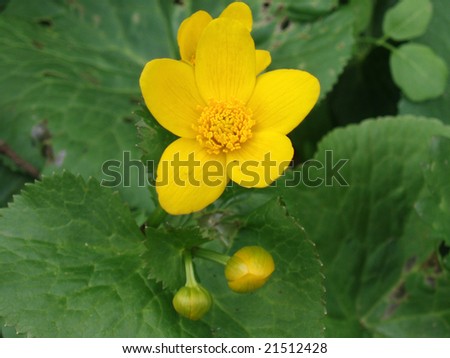 Large plan of yellow forest flower