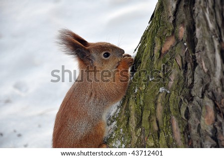large plan of squirrel on a tree