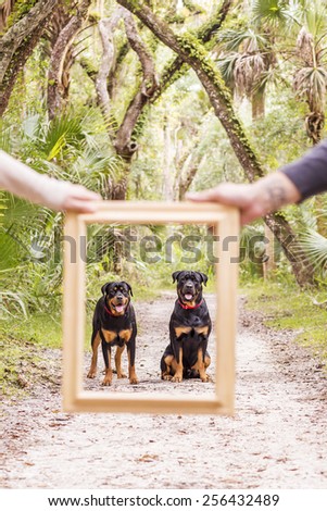 Two dogs framed
