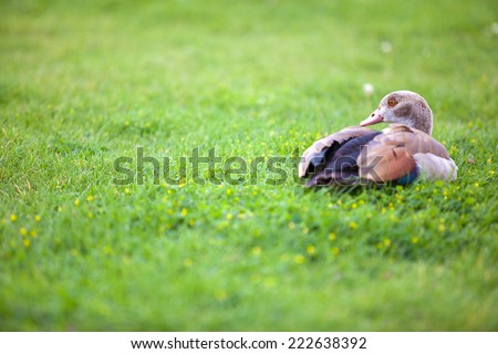 Brown duck in the grass with copyspace on left side.