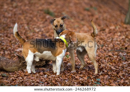 Two small dogs sniffing each other in the forest covered with fallen leaves.
