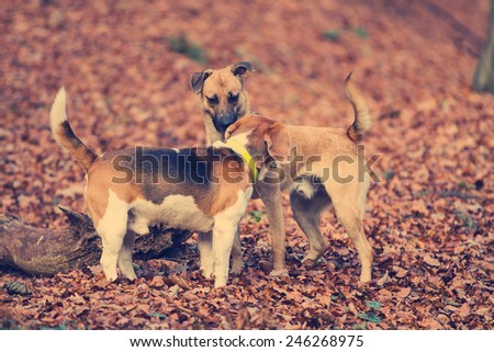 Two small dogs sniffing each other in the forest covered with fallen leaves. Post processed with vintage filter.