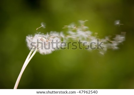 Dandelion blowing into wind on soft green background