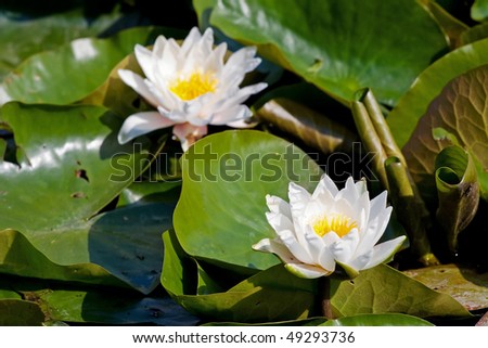 Two white lilies on the green leaves in the pond