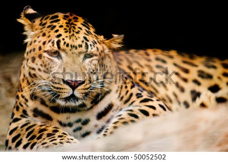 Leopard lying on the ground against the black background